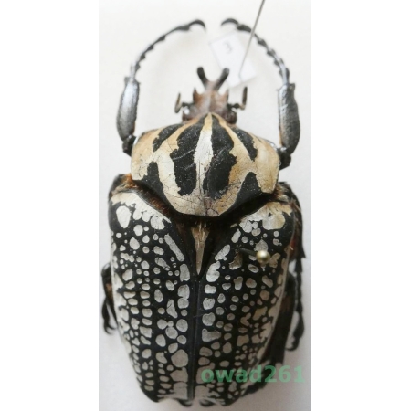 Goliathus orientalis (Moser, 1909) male Camerun 64mm3